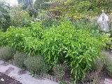 20130825_113324.jpg