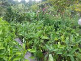 20130825_113341.jpg