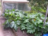 20130825_113505.jpg