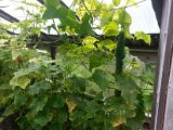 20130825_113516.jpg