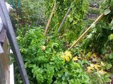 20130825_113532.jpg