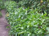 20130825_113543.jpg