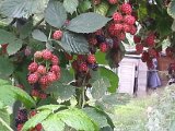 20130825_113638.jpg