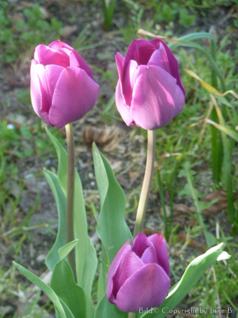 Tulpen