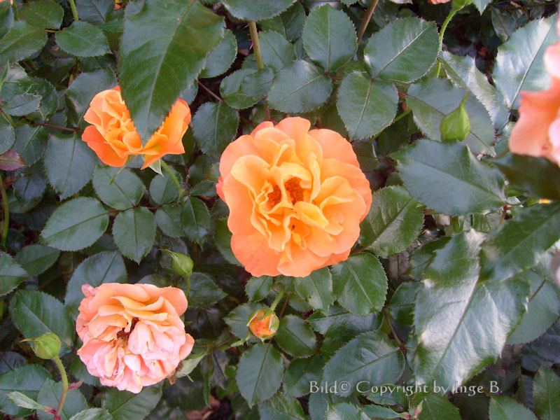 Rose orange