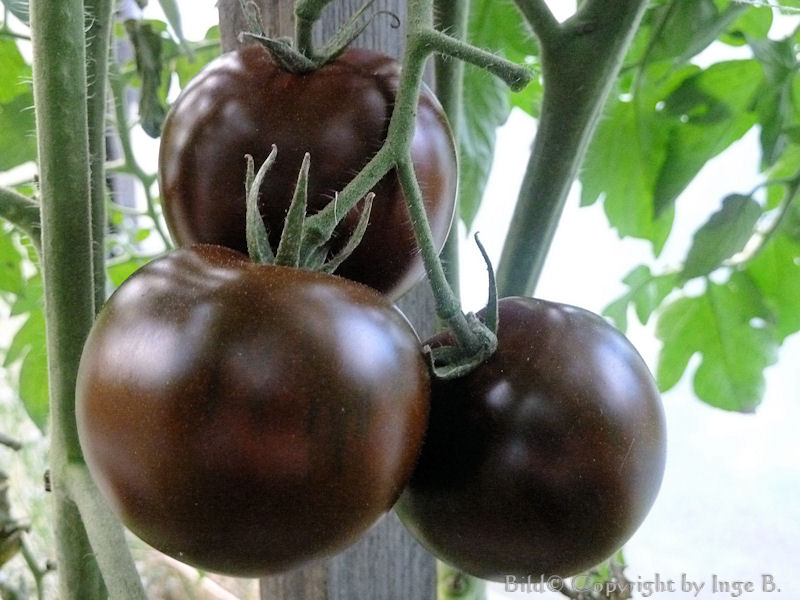 Schwarze Tomaten