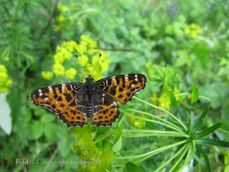 Schmetterling